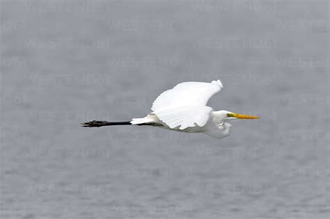 Flying Great white egret stock photo