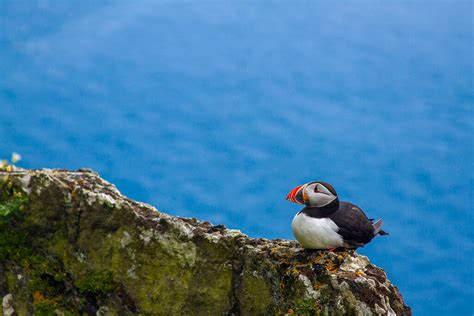 Lavoie Photography | Skellig Michael: More Puffins!