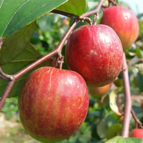 Golden Bloom Pack Of Miss India Apple Ber Variety Fruit Grafted Live