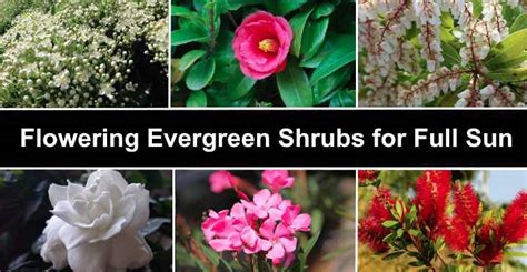 Full Sun Flowering Evergreen Shrubs With Pictures Identification Guide