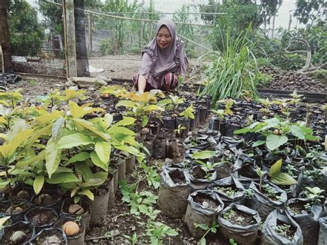 Supartina Paksi Penggerak Perempuan Untuk Desa Kopi Tangguh Iklim