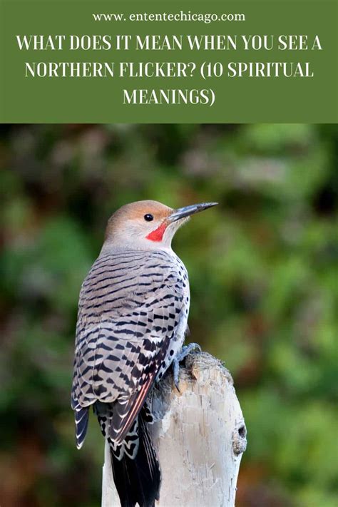 What Does It Mean When You See A Northern Flicker Spiritual Meanings