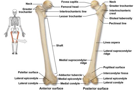 Lab 2: femur, humerus Flashcards | Quizlet