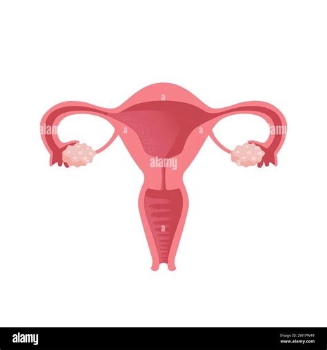 Uterus Women Health Female Reproductive System Cycle Human Anatomy