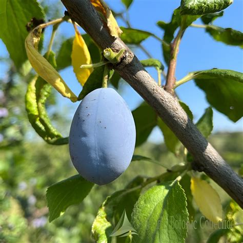 SUSINO VAR SETTEMBRINA OVALE PRUNUS DOMESTICA Dennis Botanic