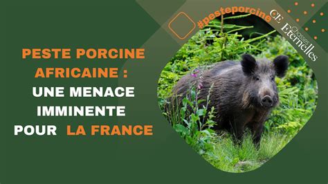 Peste Porcine Africaine Une Menace Imminente Pour La France