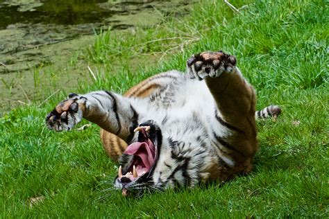 Killman Zoo | Killman Zoo | Visit Us Today, Meet all the Animals