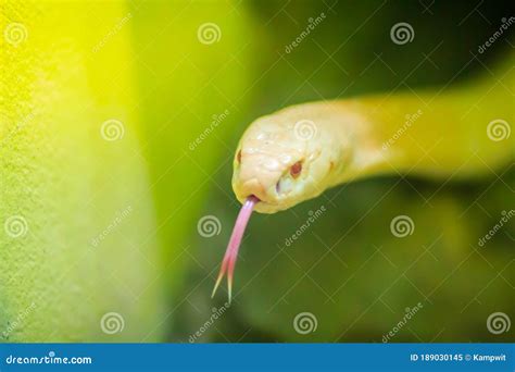 Amazing Albino Cobra Snake In The Wild The Monocled Cobra Naja