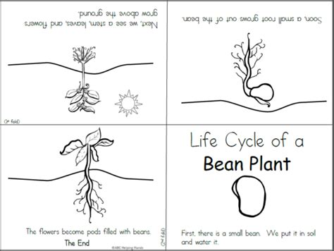 Free Mini Book Bean Life Cycle Made By Teachers