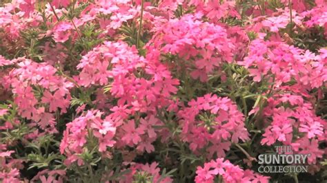 Grower Tips Benefits Tapien Pink Improved Verbena YouTube