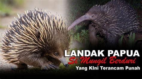 Landak Papua Si Mungil Berduri Yang Kini Terancam Punah Youtube