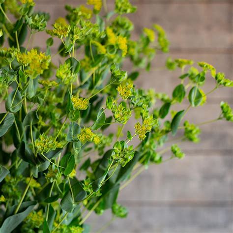 Bupleurum Rotundifolium Rundbl Ttriges Hasenohr Griffitti Gramm