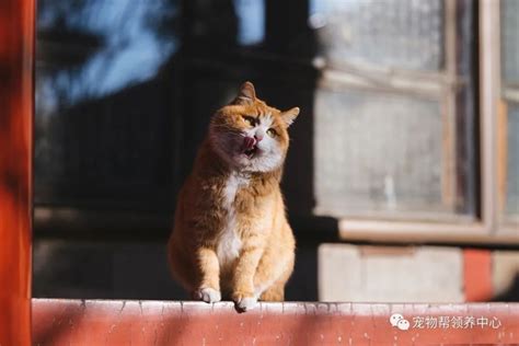 全网爆火的新晋网红故宫猫帕帕，火了之后更怕怕了 腾讯新闻