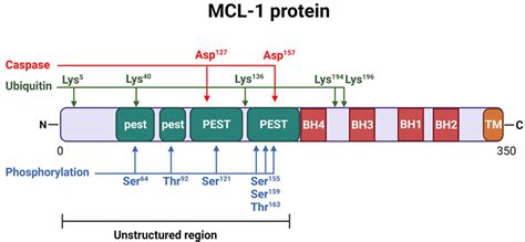 Structure Of Myeloid Cell Leukemia Mcl Protein Mcl Protein