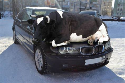 Une Vache Sur Une Voiture