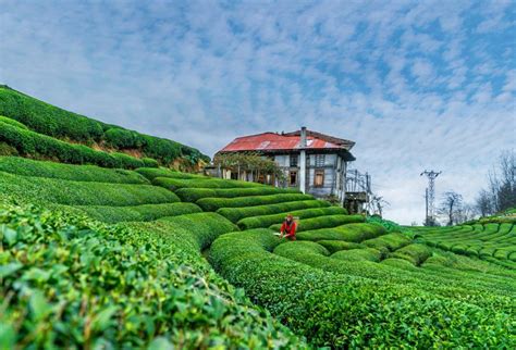 Karadeniz Yaylalar Ve Batum Turu Tatil Olay