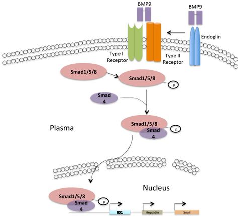 Bmp Smad Pathway