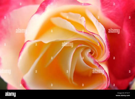 Rose Flower Closeup Stock Photo Alamy