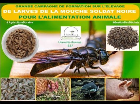 Grande Campagne De Formation Levage De Larves De La Mouche Soldat