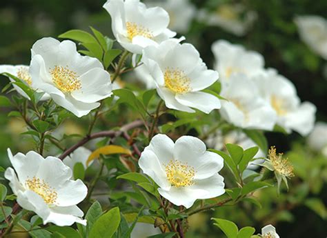 なにわいばら Rosa Laevigata 姫野ばら園 八ヶ岳農場