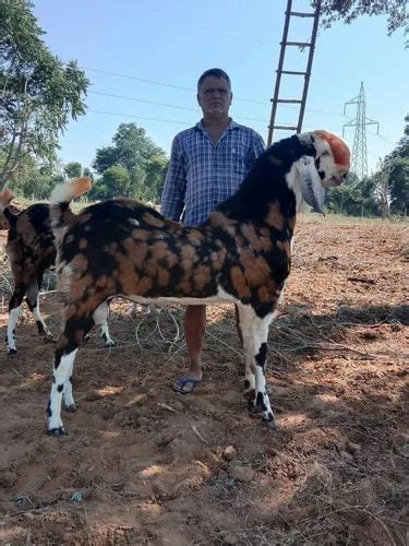 Brown Men Qurbani Goat Meat Weight 80 To 130 Kg At Rs 345kg In