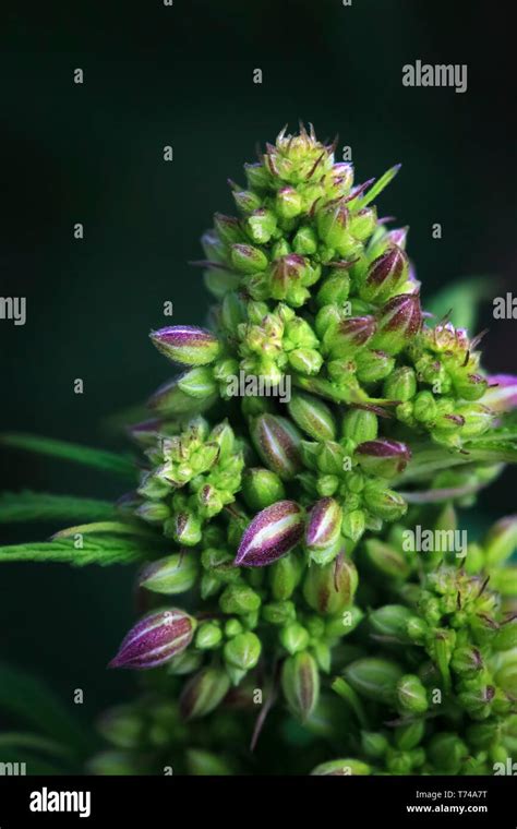 Close-up of a maturing male cannabis plant, flower and seeds; Marina ...