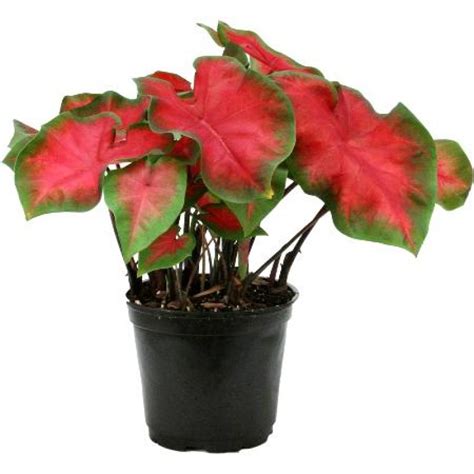 Buy Elephant Ear Caladium Red Ruffle Plant Online At Plantsguru