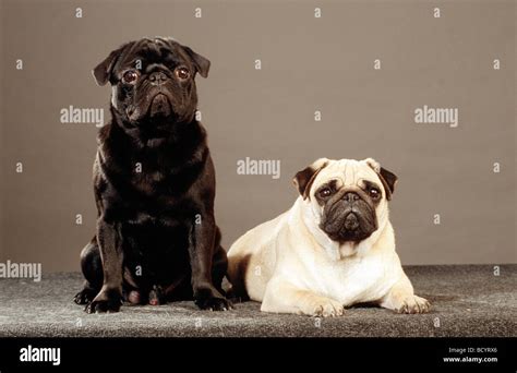 Many Pugs Hi Res Stock Photography And Images Alamy