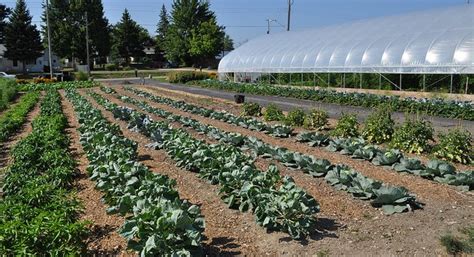 Urban Agriculture Development In Puerto Rico Morning Ag Clips