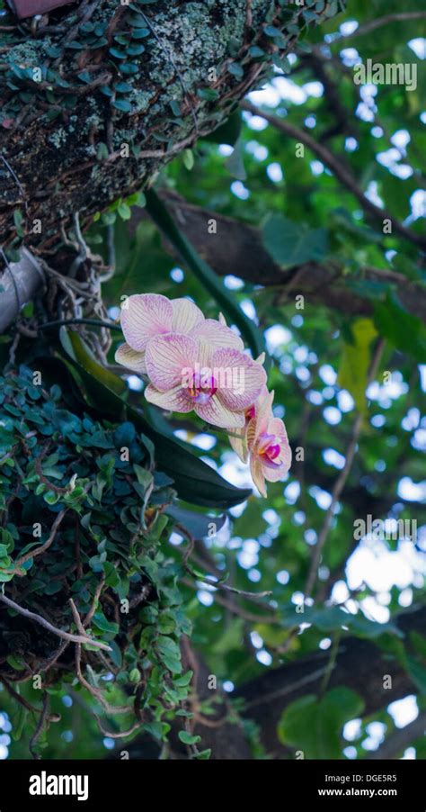 Flores diminutas fotografías e imágenes de alta resolución Alamy