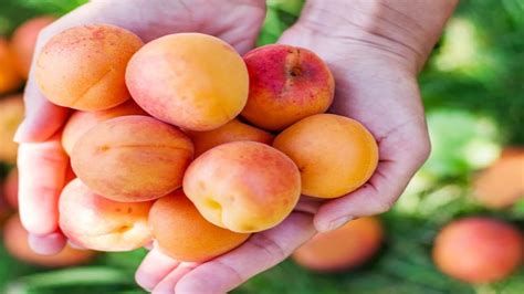 Apricot Health Benefits Of Apricot Khubani Khany K Fayde Youtube