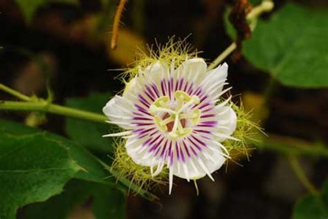 Passiflora Foetida