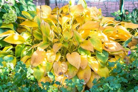 Why Are My Hosta Leaves Turning Yellow? 9 Causes and Solutions