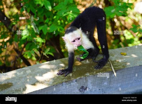 Un Mono Capuchino De Cabeza Blanca Cebus Capucinus Al Lado De La