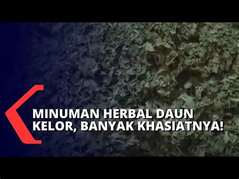 Temukan Manfaat Daun Kelor Yang Belum Anda Ketahui Untuk Kesehatan