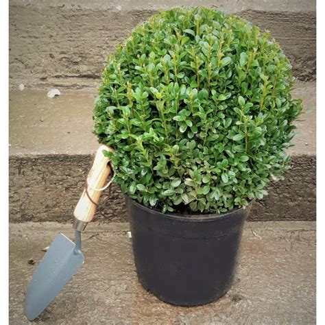 Buxus Sempervirens Ball 5L Box Ball Windlestone Nursery Garden