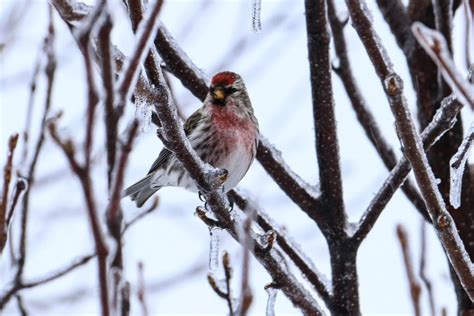 All About Finches In California ID And Song Guide