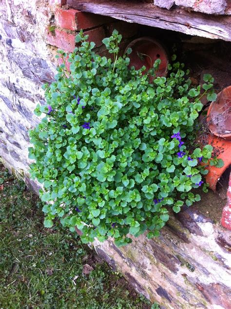 Fleuriste Isabelle Feuvrier Les Campanules De Mon Jardin