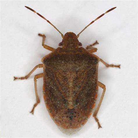 Podisus Maculiventris Thyanta BugGuide Net