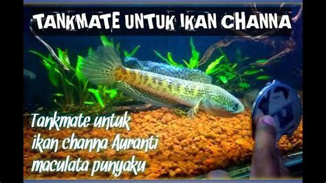 Tankmate Untuk Ikan Channa YouTube