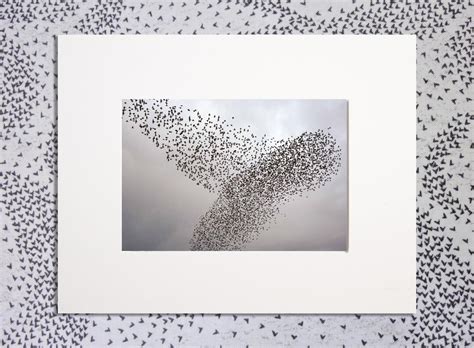 Starling Murmuration Limited Edition Mounted Prints - Etsy