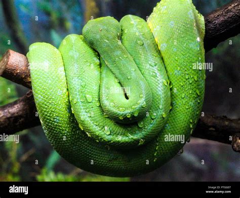 Close Up View Of A Green Tree Python Morelia Viridis Stock Photo Alamy