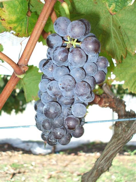 Brachetto wine grapes in Western Australia | Agriculture and Food