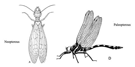 External Morphology Of Insects Head Eyes Antennae Mouth Parts