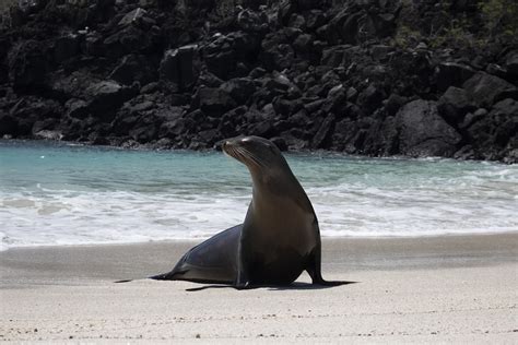 Tour Isla Lobos Agencia Darwin Scuba Dive Tours Diarios En Las