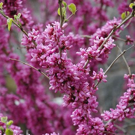 Cercis Chinensis Don Egolf