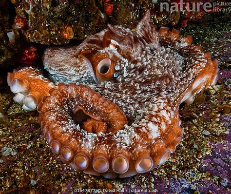 Stock Photo Of Giant Pacific Octopus Enteroctopus Dofleini Emerging