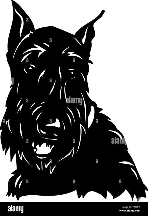 Scottish Terrier Illustration Stock Vector Image And Art Alamy