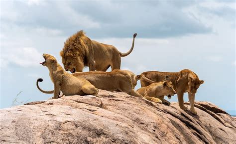 Discover How Long Lions Can Go Without Eating Plus 3 Other Amazing