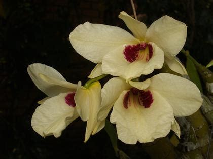 Orchid Gallery D